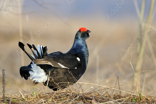 Canvas-taulu Male Black grouse at courtship place