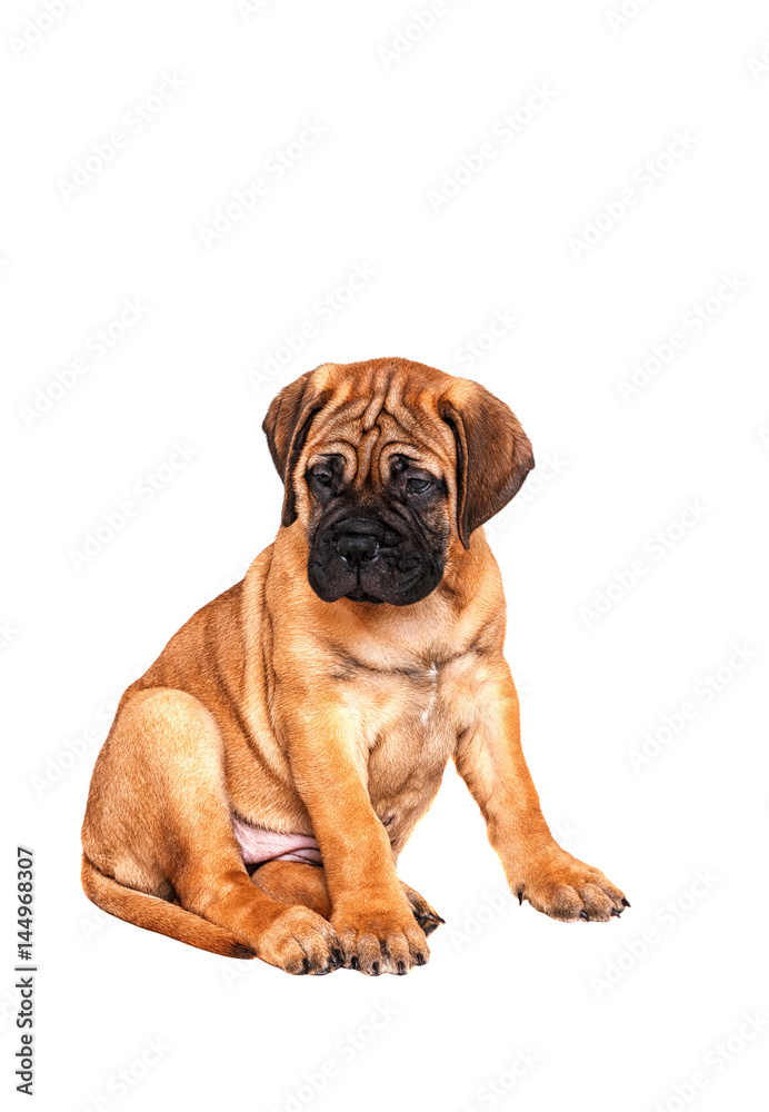 Staffordshire Bull Terrier, 3 months old with red collar, isolated on white
