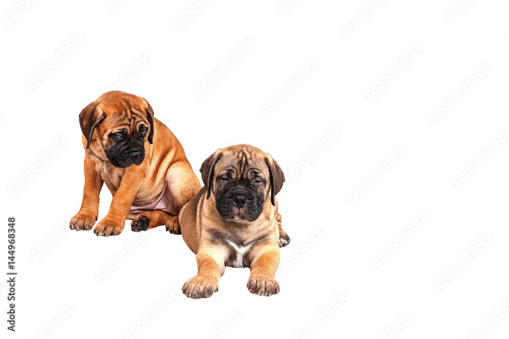 Staffordshire Bull Terrier, 3 months old with red collar, isolated on white Staffordshire Bull Terrier, 3 months old with red collar, isolated on white