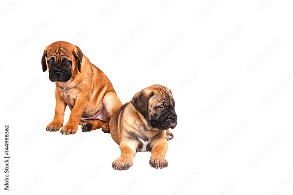 Obraz premium Staffordshire Bull Terrier, 3 months old with red collar, isolated on white