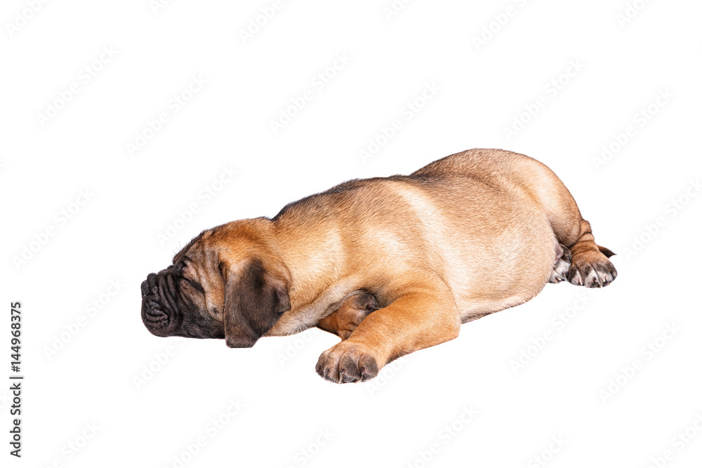 Staffordshire Bull Terrier, 3 months old with red collar, isolated on white Staffordshire Bull Terrier, 3 months old with red collar, isolated on white