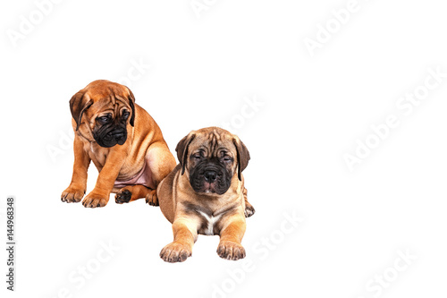 Staffordshire Bull Terrier, 3 months old with red collar, isolated on white photo