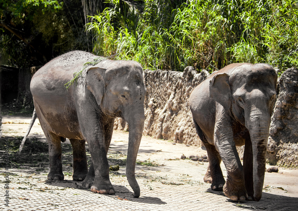 two large gray elephant walks along the old stone fences in tropical forest in Park of the Safari