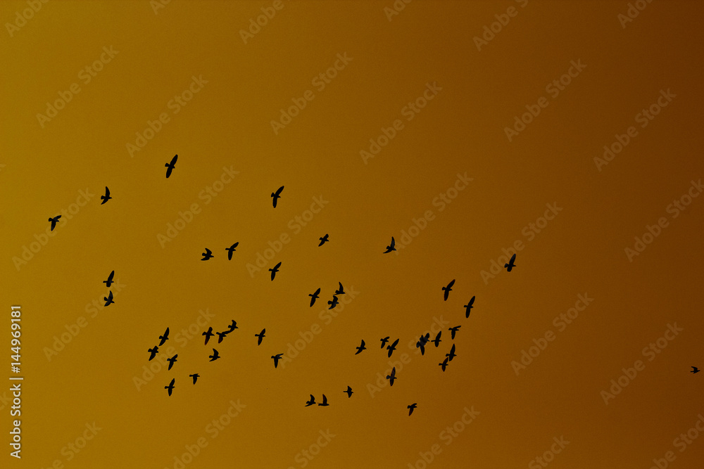 Fototapeta premium Birds are flying and sunrise sky