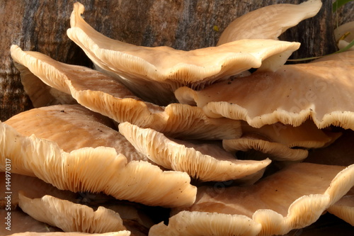 Layers of mushrooms grow on an old, rotting tree stump.