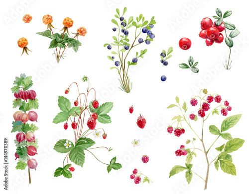 Wallpaper Mural Clipboard set of watercolor hand drawn berry cliparts Torontodigital.ca