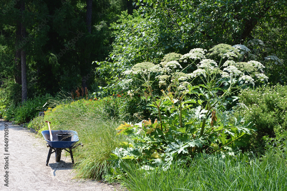 Fototapeta premium giant hogweed (Heracleum mantegazzianum)