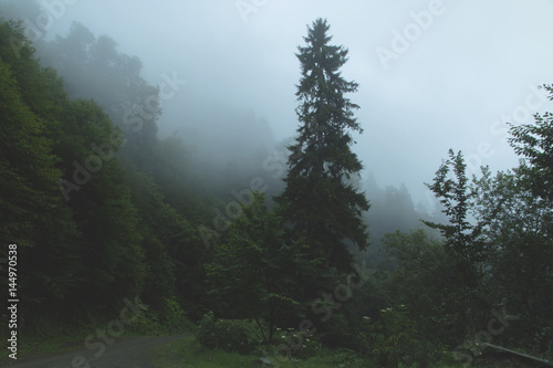 Forest fog laid on the tops of the trees weather mountains