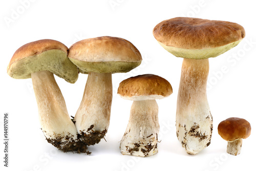 fresh penny bun mushrooms on white isolated background