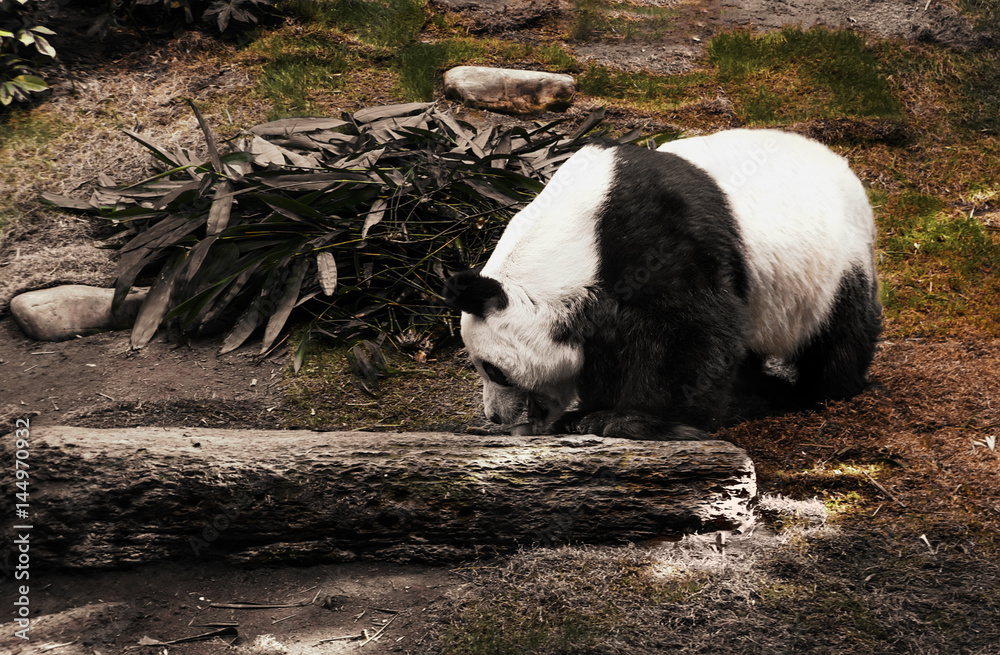 a large Panda standing among rocks and green plants next to the log and branches of the eucalyptus a large Panda standing among rocks and green plants next to the log and branches of the eucalyptus