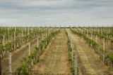 Vineyard in Dobrogea region  Romania on a torrid summer day