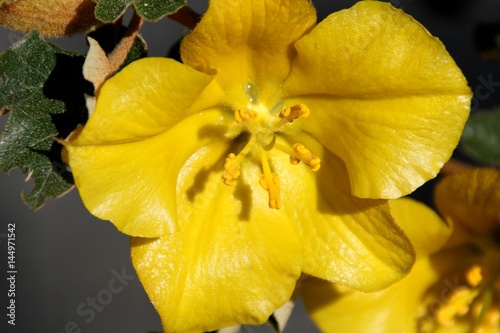 fremontodendron california glory photo