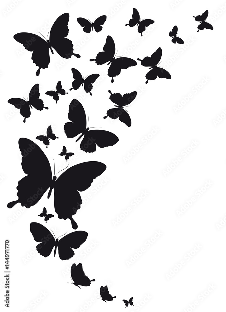 Fototapeta premium black butterfly, isolated on a white