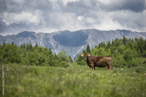 A cow gazing directly to the camera in a mountainous landscape © sorin