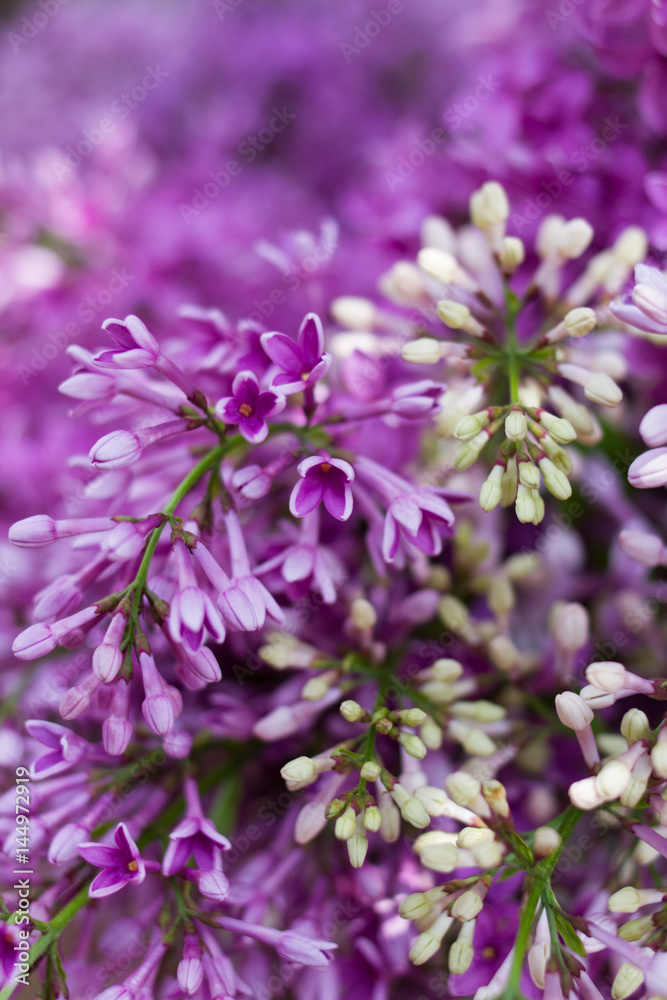 purple lilac flowers purple lilac flowers