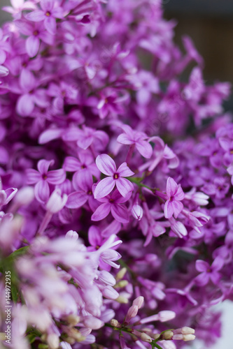 purple lilac flowers © ctvvelve