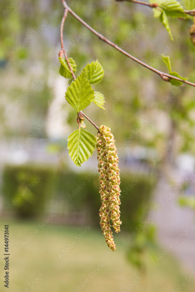 Naklejka premium Birch twig with catkins background in spring