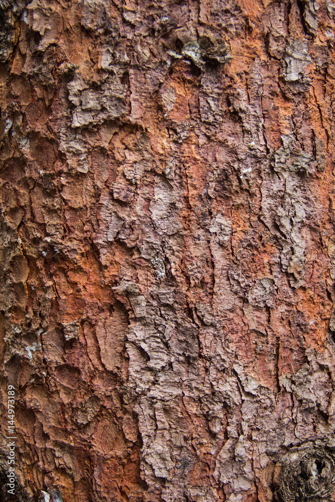 Texture of red pine bark Tree Texture of red pine bark Tree