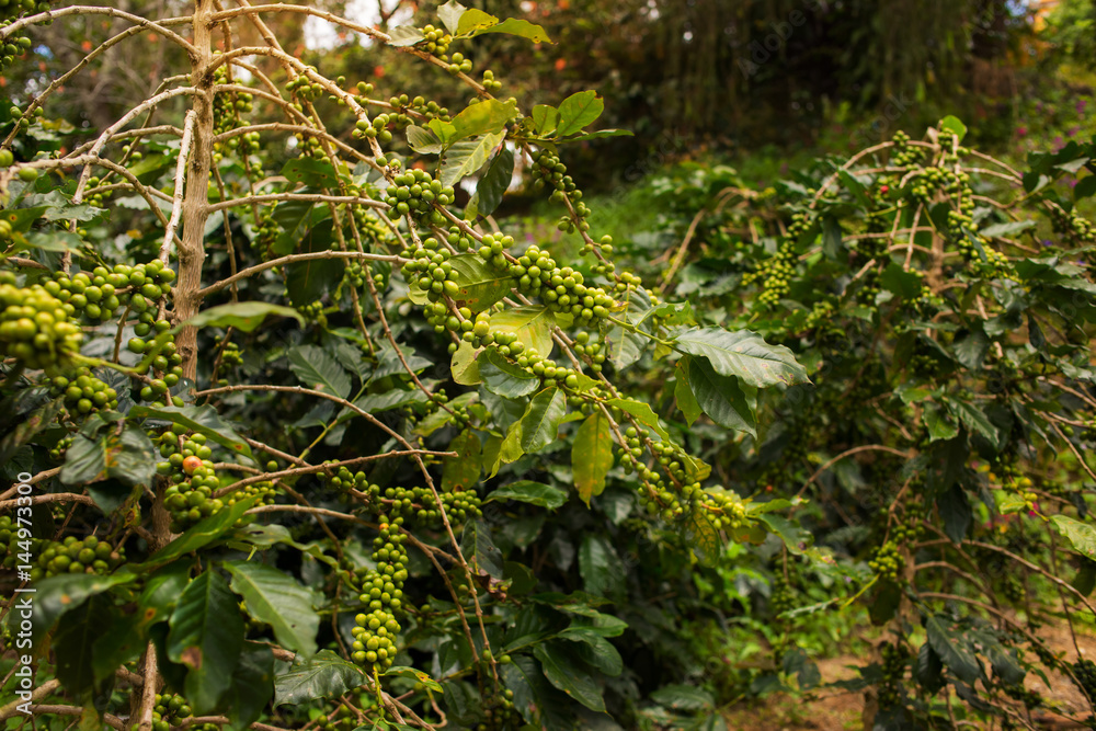 Coffee plantation in Da Lat, Vietnam Coffee plantation in Da Lat, Vietnam