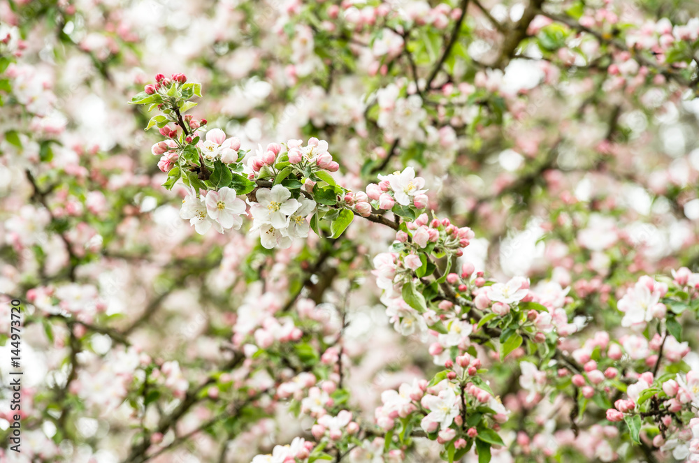 Blossoming of apple tree. Spring flowers Blossoming of apple tree. Spring flowers