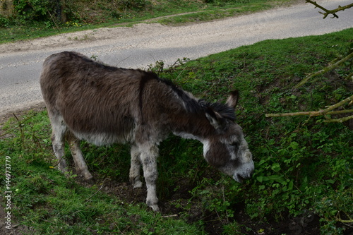 New Forest Donkey Hampshire UK