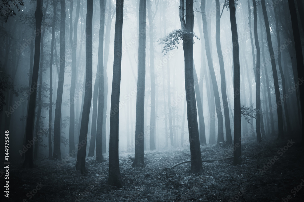 fantasy forest dark background with trees in fog fantasy forest dark background with trees in fog