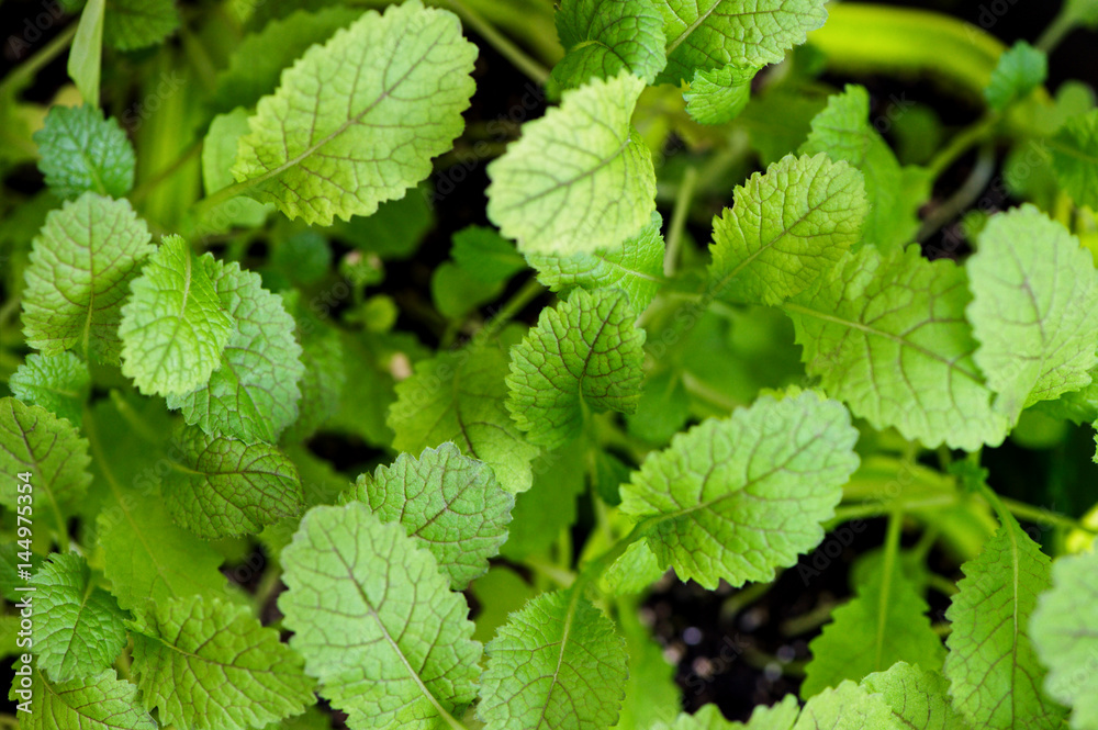 Mustard greens close-up growing over sunlight Mustard greens close-up growing over sunlight