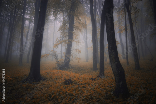 autumn forest gloomy atmosphere background