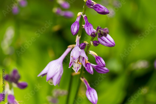 close up of newly opened Hostas blooms