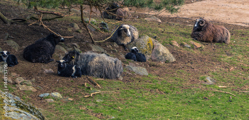 Gothenburg, Sweden - April 15, 2017: Mountain goats in Slottskogen park in Gothenburg, Sweden photo