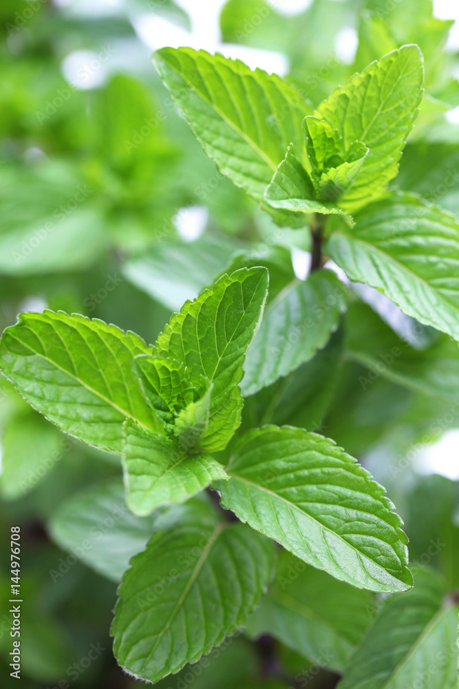 yerba buena, hierba buena, mojito mint, cuban mint yerba buena, hierba buena, mojito mint, cuban mint