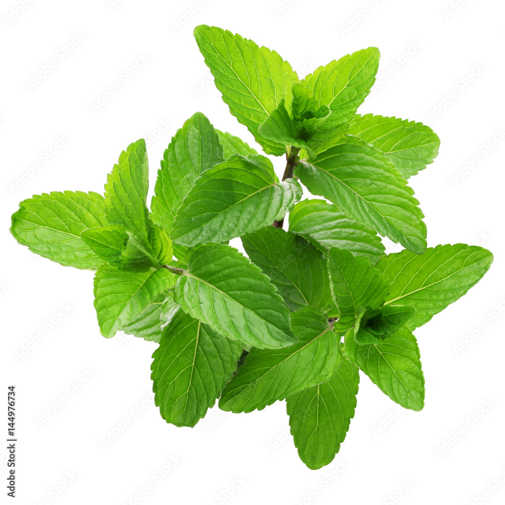yerba buena, hierba buena, mojito mint, cuban mint yerba buena, hierba buena, mojito mint, cuban mint