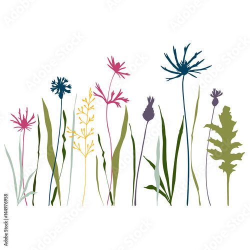 Vector illustration of wild meadow flowers, herbs and grasses.Thin delicate l...