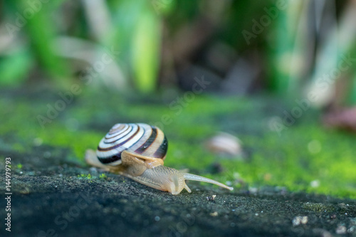 A Snail crawling on green moss in the tropical garden. Bali island, Indonesia. photo