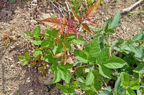 Essigbaum - Rhus hirta photo