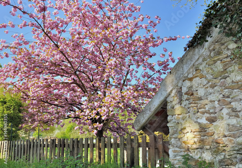 cerisier en fleurs dans jardin de campagne