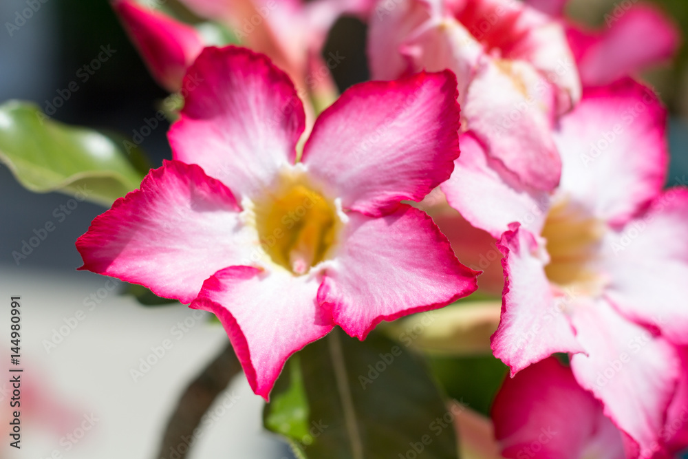 Soft focus of Red Flowers,Azalea flowers. Red Flowers. natural flowers Azalea flowers. Impala Lily or Desert Rose or Mock Azalea, beautiful pink flower in garden. Soft focus of Red Flowers,Azalea flowers. Red Flowers. natural flowers Azalea flowers. Impala Lily or Desert Rose or Mock Azalea, beautiful pink flower in garden.