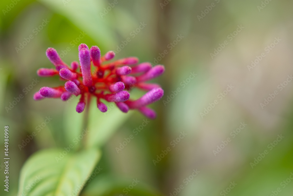Fototapeta premium Flowers