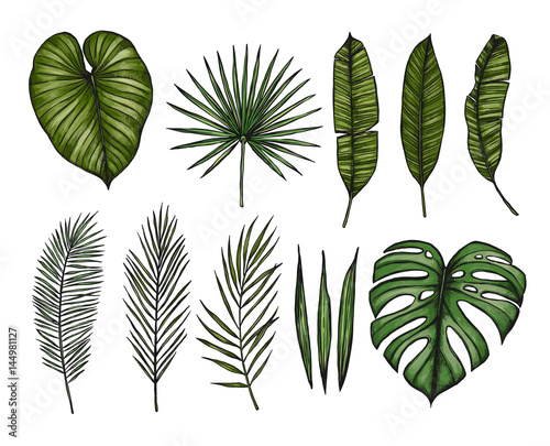 Hand drawn vector illustrations - Palm leaves  monstera  areca palm  fan palm  banana leaves . Tropical design elements. Perfect for prints  posters  invitations  greeting cards etc