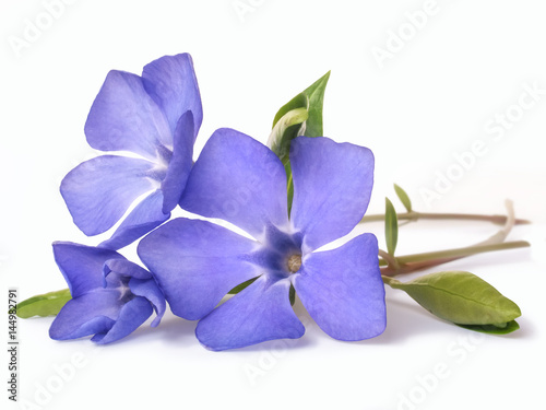 Fotografia bright violet wild periwinkle flower