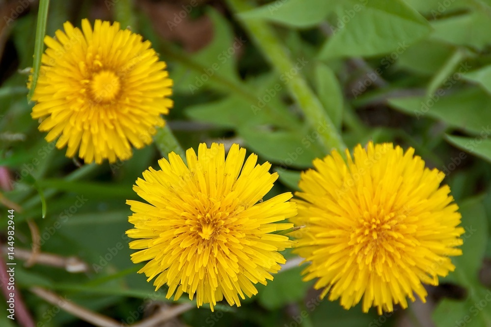 Three yellow dandelion flower among fresh green grass field. Shallow depth of focus, one blossom on focus. Spring concept. Three yellow dandelion flower among fresh green grass field. Shallow depth of focus, one blossom on focus. Spring concept.