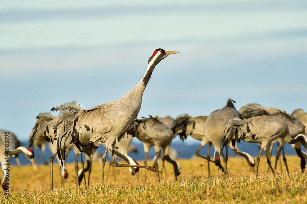 Fototapeta premium Eurasian crane