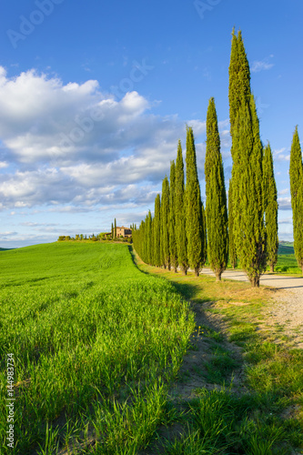 Viale di cipressi in Toscana