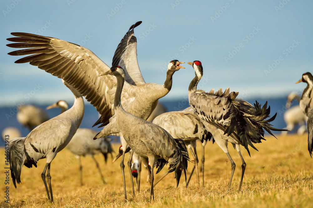 Fototapeta premium Eurasian crane