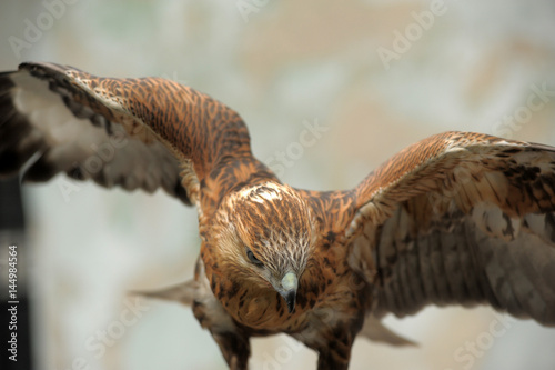 Close-up Bird Portrait Saker Falcon, Falco cherrug photo