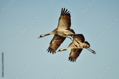 Eurasian crane