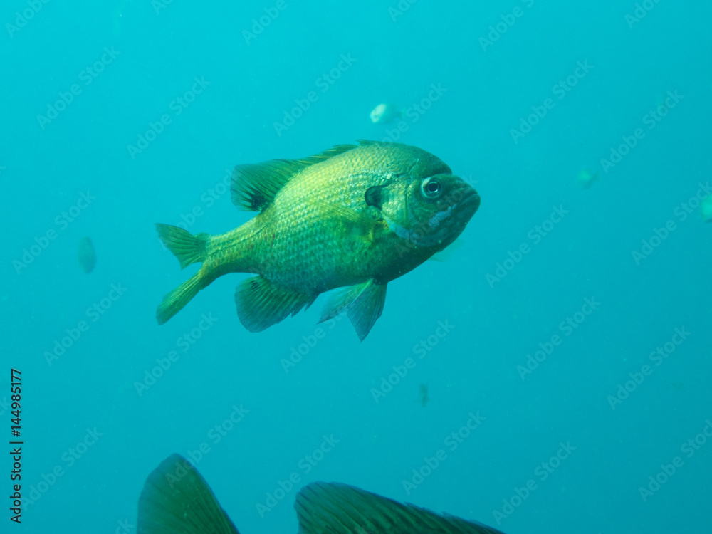 Bluegill Bluegill