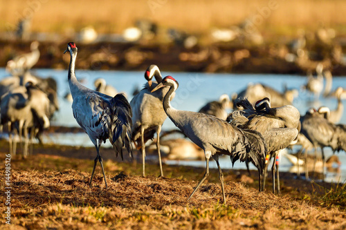 Foto Eurasian crane