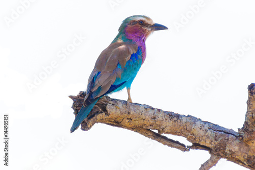 Isolated Lilac-breasted roller on branch in Kruger National Park © SphaeraDesigns