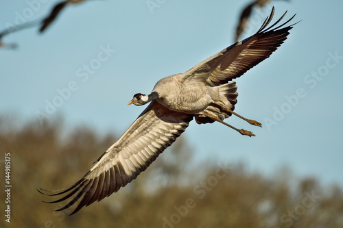 Eurasian crane © hakoar